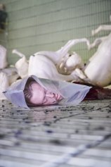 Pressefoto Richard III.